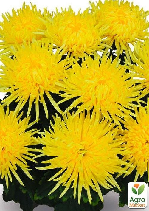 Хризантема  "Alaka Yellow" (низкорослая крупноцветковая)