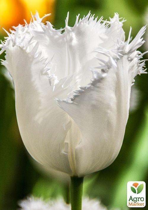 Тюльпан "Honeymoon" (размер 11/12 , крупный) 3шт в упаковке - фото 3