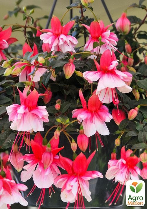 Фуксия ампельная "El Camino" (контейнер № 10, высота 5-10 см) - фото 2