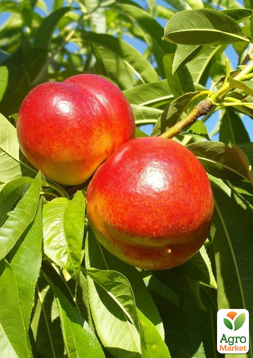 Нектарин "Мадам Бланшет" (лысый персик, средний срок созревания) - фото 4