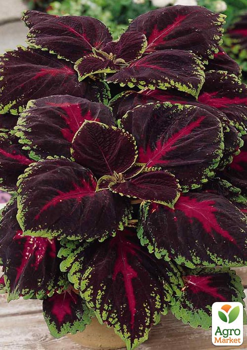 Колеус "Kong Red" 