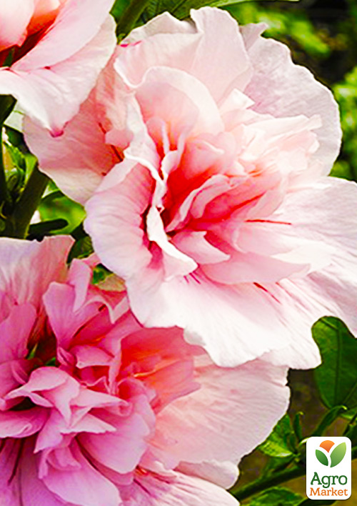 Гибискус сирийский махровый "Пинк Шифон"