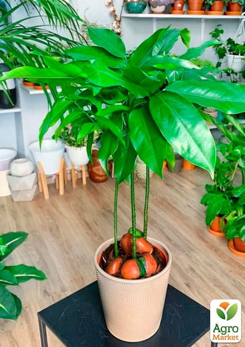 LMTD Каштан комнатный 3-х летний "Magnifico" (40-60см) - фото 6