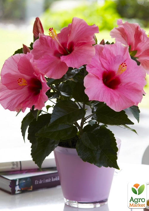 Гибискус комнатный "Juno"  - фото 6