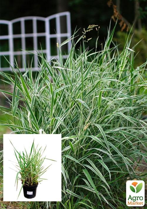 Канареечная трава тростниковая "Picta" вазон С2
