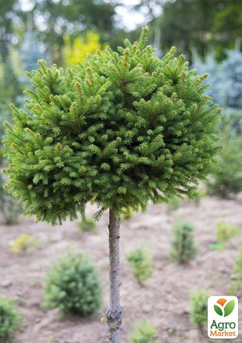 Ялина європейська звичайна на штамбі (Picea abies) С2, висота 60-80см