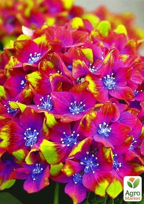 Гортензія крупнолистна рожево-синя "Замок Вакербарт" (Schloss Wackerbarth) - фото 2