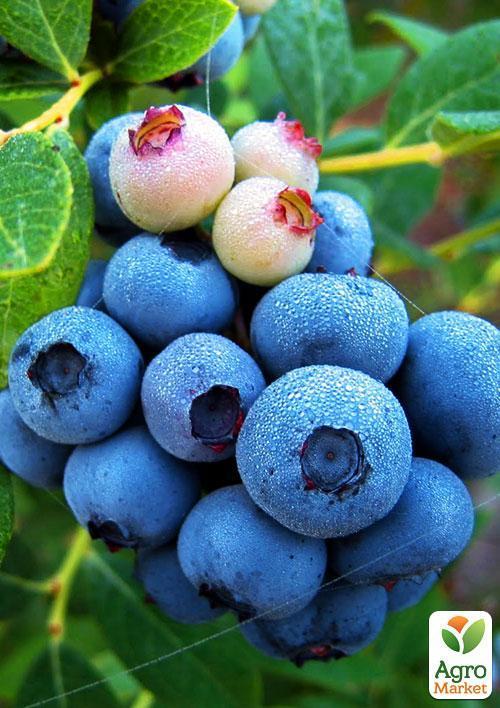 Голубика (черника садовая) "Нельсон" (Nelson) (поздний срок созревания, один из крупноплодных сортов) - фото 6
