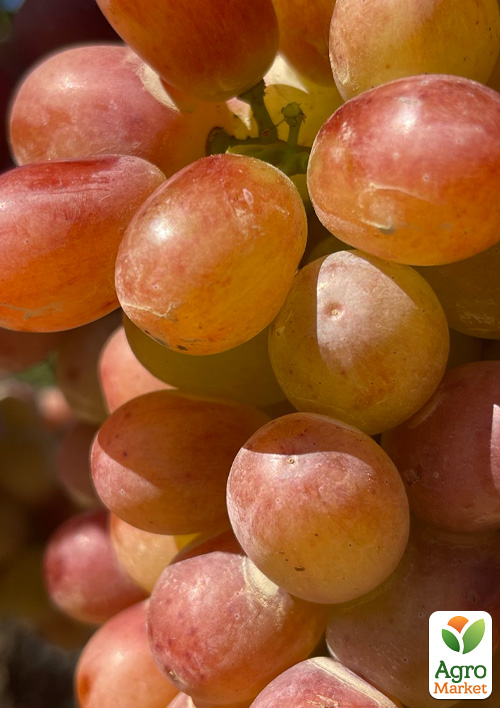 Виноград кишмиш "Алиса в Стране Чудес" (крупная, сладкая, сочная ягода)