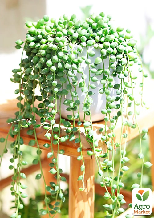 LMTD Сенеціо (хрестовник) "Herreianus" висота рослини 10-15см 