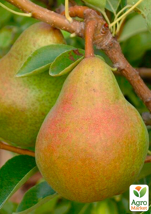 Груша "Львовский сувенир" (зимний сорт, поздний срок созревания)
