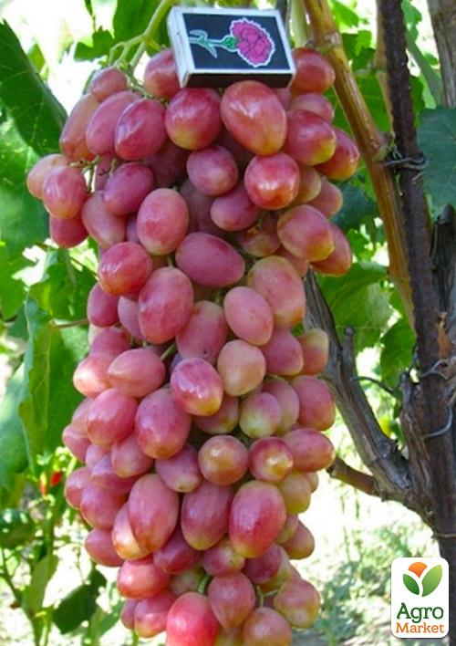 Виноград "Анжеліка" (Ксенія) - фото 5