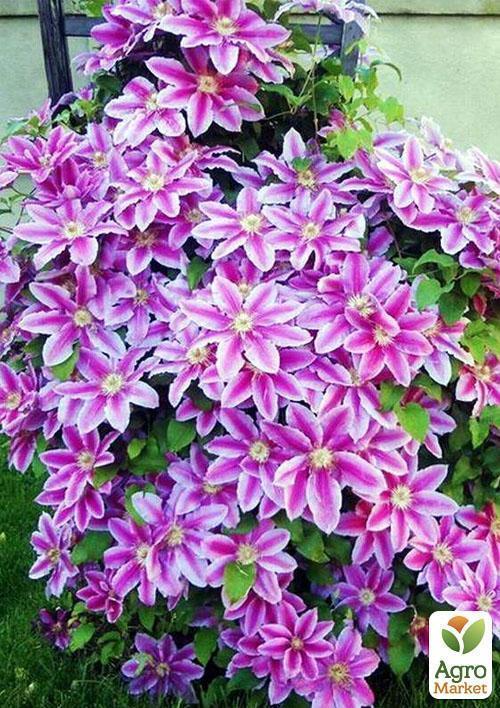 Клематис "Nelly Moser" (повторноквітучий сорт) - фото 5