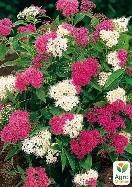 Спирея Японская "Shirobana" (горшок Р9) 