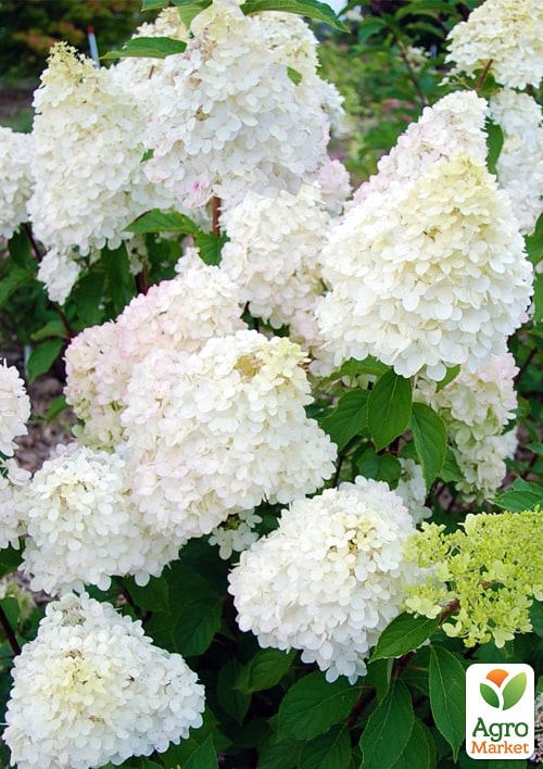 Гортензия метельчатая "Diamantino" (контейнер P9)