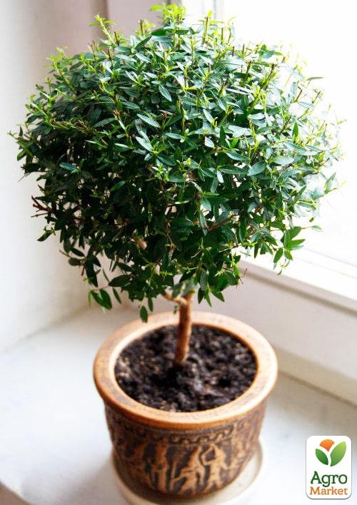 Мирт кімнатний - фото 3