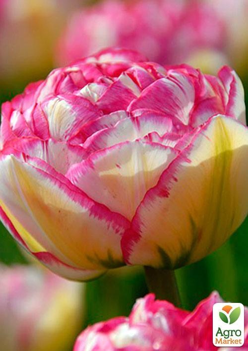 Тюльпан "Double Touch" (розмір 10/11, великий) 2шт в упаковці