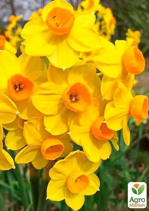 Нарцис "Grand Soleir d`Or" 2шт в упаковці