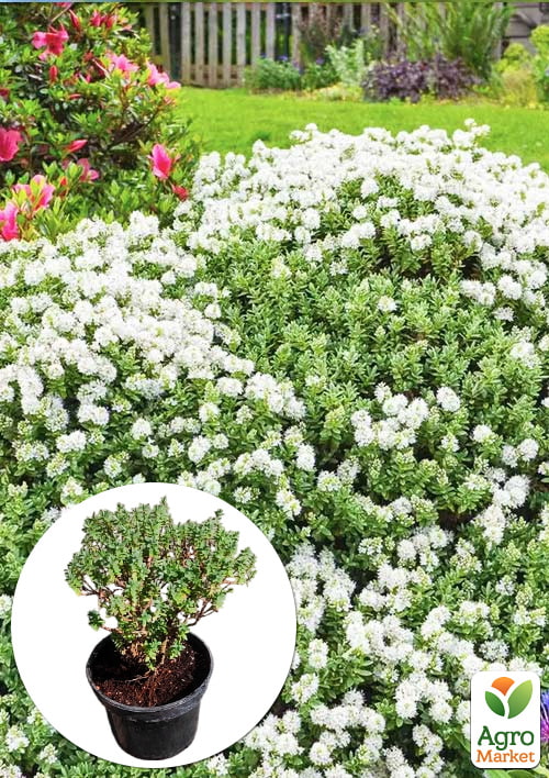 Хебе товстолиста 2-х річна (Hebe pinguifolia) С2, висота 15-25см