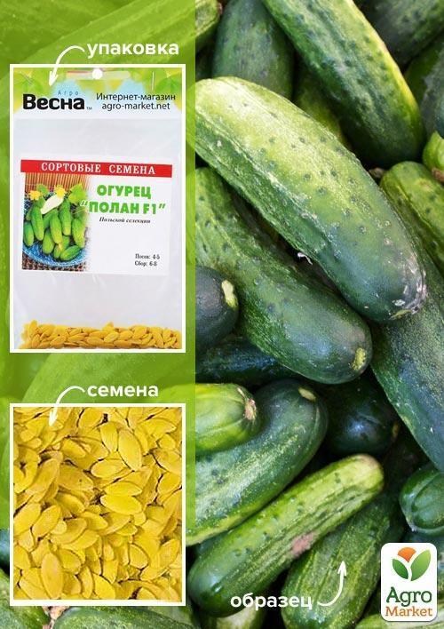 Огурец обработанный "Полан F1" (Зипер) ТМ "Весна" 0.5г