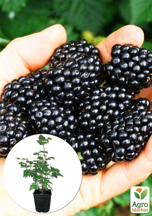 Ожина "Трипл Краун" 2-річна укорінена в контейнері