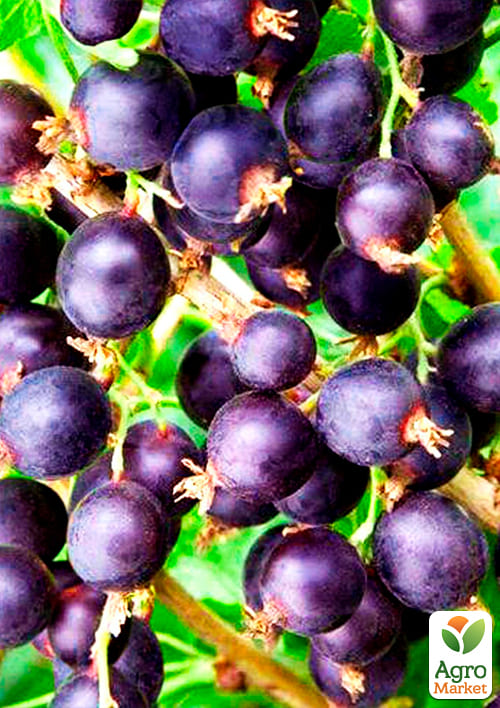 Йошта гібрид смородини-агрусу "Бонн" (ранній термін дозрівання) - фото 4