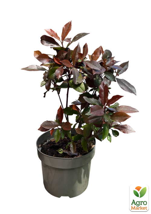 LMTD Фотиния "Red Robin" 45-55см - фото 7