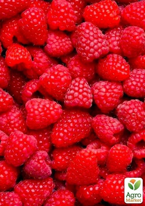 Эксклюзив! Малина светло-красная "Лори" (Lori) (премиальный ремонтантный сорт)