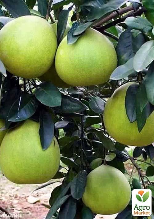 Помело (вік саджанця 2 роки)