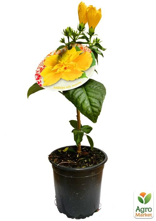 Гибискус на штамбе "Sunset Yellow" - фото 7