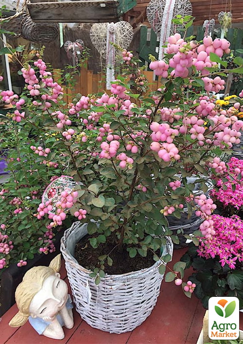 Снежноягодник Доренбоза "Mother of Pearl", С3 - фото 3