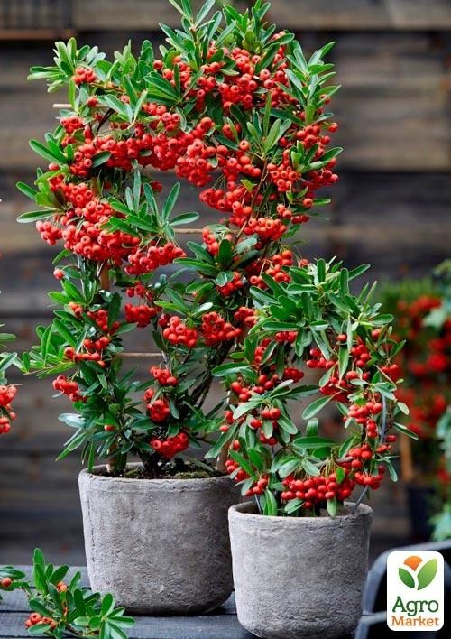 Піраканта (жива огорожа) "Firelight"