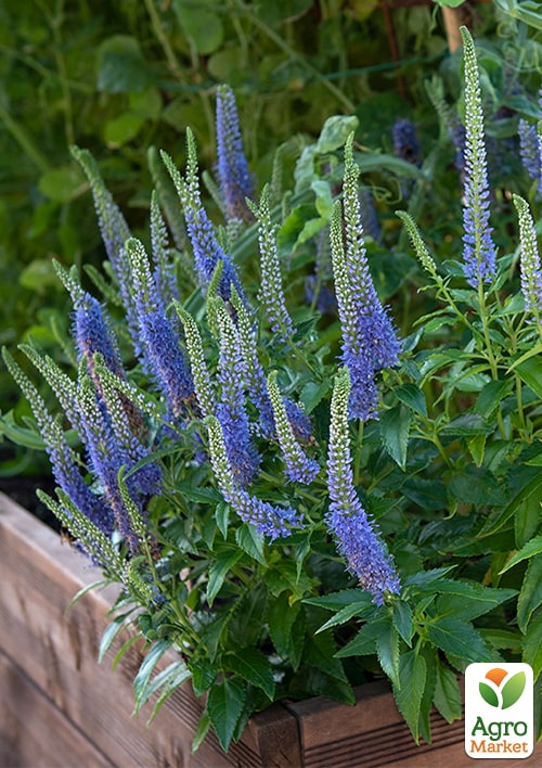 Вероника королевская "Royale Blue" вазон С2