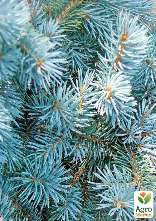 Ель колючая "Glauca Pendula" вазон P14 - фото 3