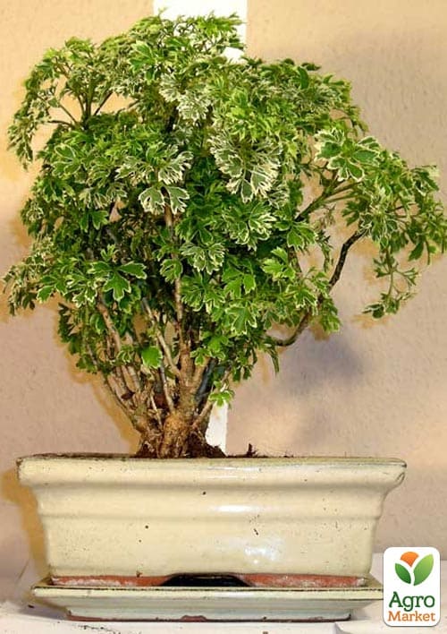 Бонсай "Polyscias" - фото 7