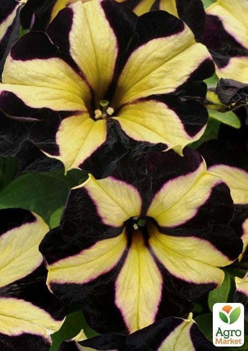 Петуния ампельная Crazytunia "Knight Rider" (контейнер №10, высота 10-15см)