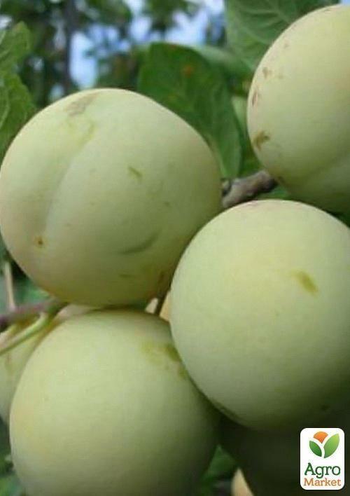 Слива "Ренклод Белый" (летний сорт, ранний срок созревания) - фото 5
