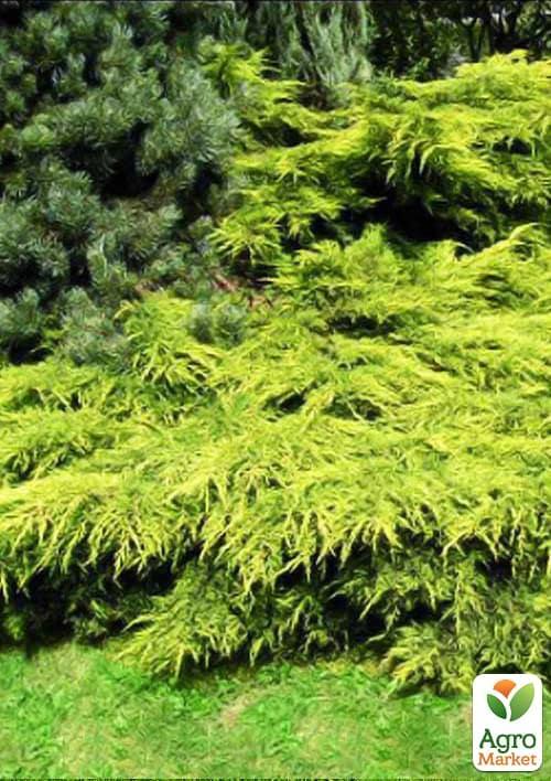 Можжевельник китайский Kuriwao Gold (контейнер Р9, высота 10-15 см)