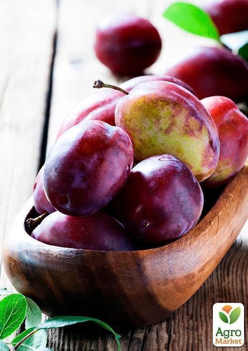Слива "Карпатия" (летний сорт, средний срок созревания) - фото 2
