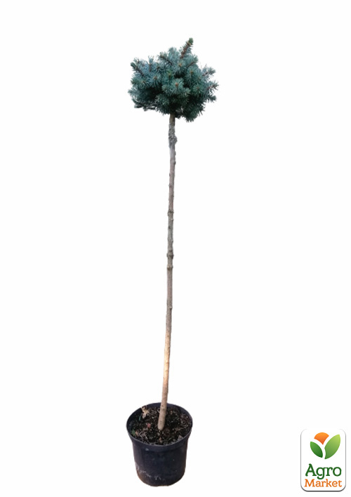 Ель колючая на штамбе "Glauca Globosa" С5, высота 70-100см