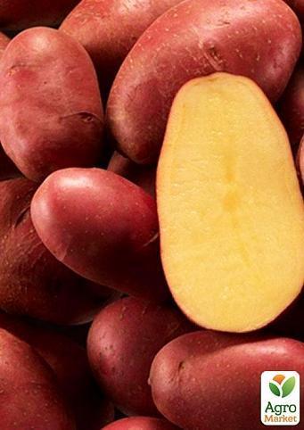 Семенной ранний картофель "Ред Скарлет" (на пюре, 1 репродукция) 3кг