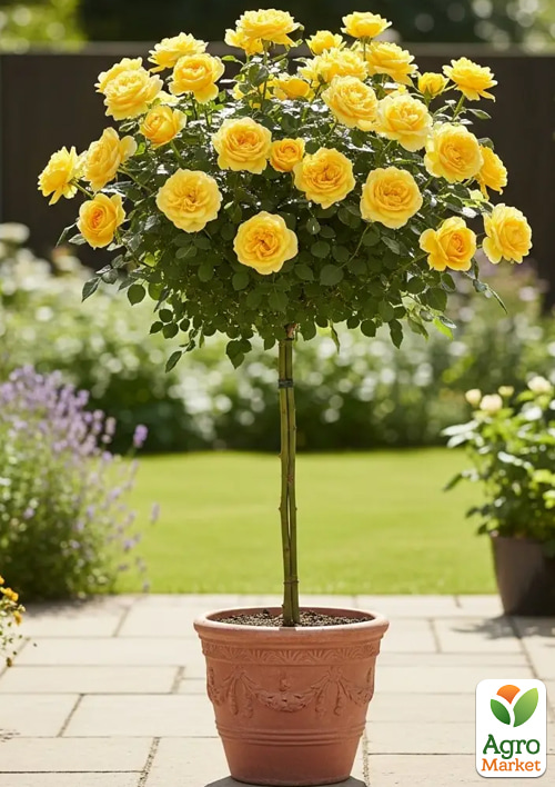 Роза штамбовая "Пилигрим" (The Pilgrim) (саженец класса АА+) 