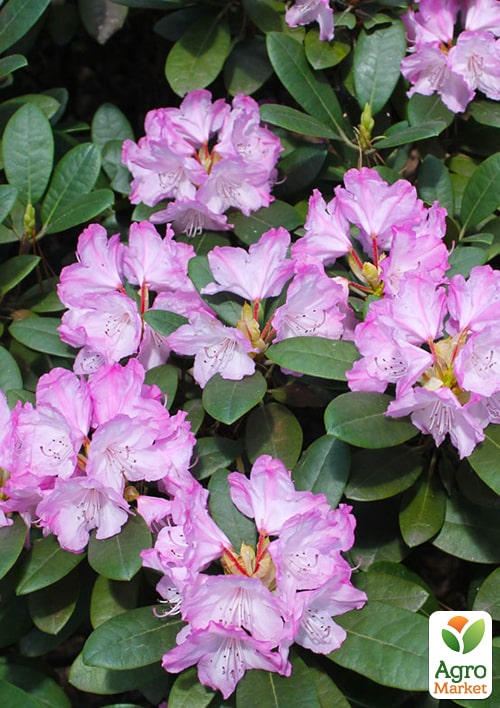 Рододендрон гибридный `Blurettia` (Блюреттия) - фото 5