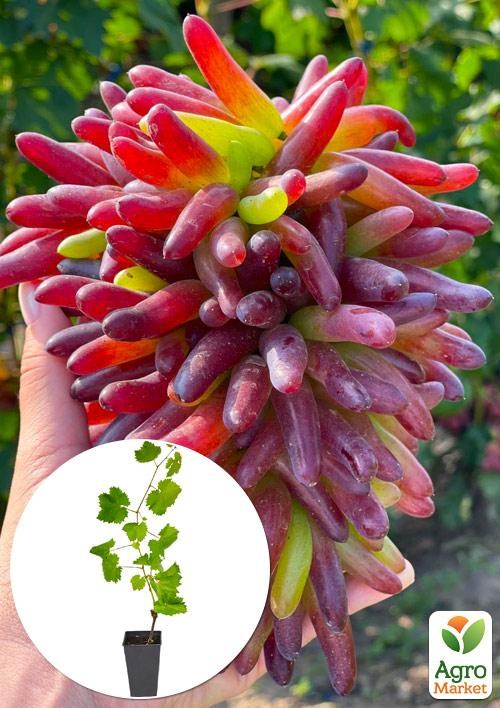 Виноград кишмиш «Хелловін» (вегетуючий саджанець)