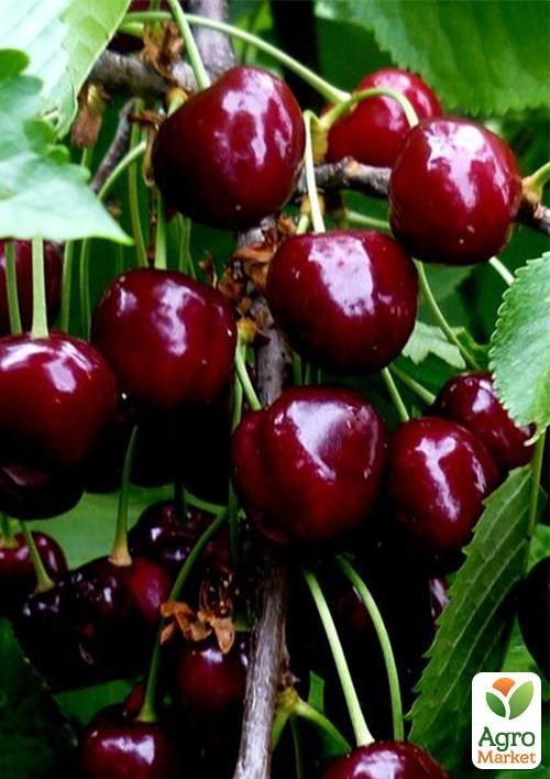 Черешня "Каталін"
