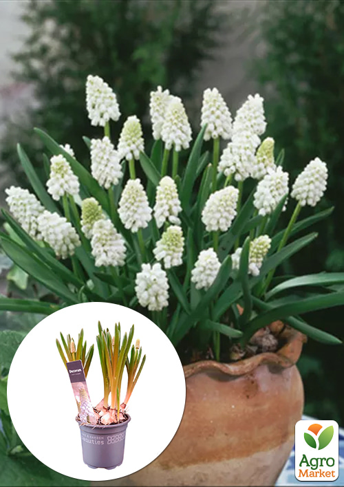 Мускарі "White Spear" укорінені
