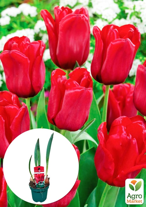 Тюльпан "Seadov" вкорінений