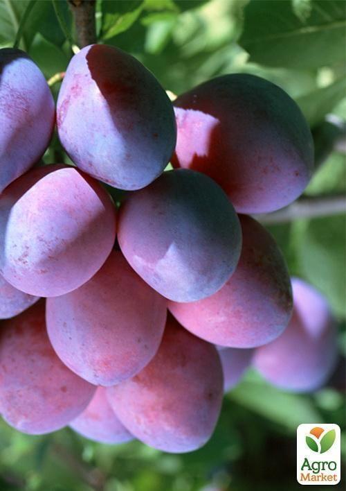 Слива "Ренклод Карбышева" (летний сорт, ранний срок созревания) - фото 6