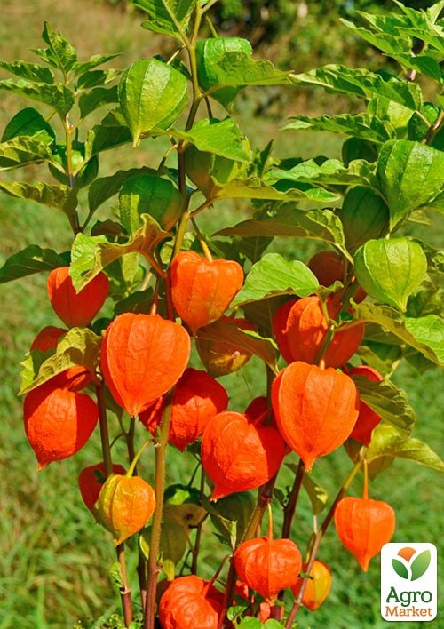 Фізаліс "Дачний" ТМ "Vesna Select" 0,3г - фото 2