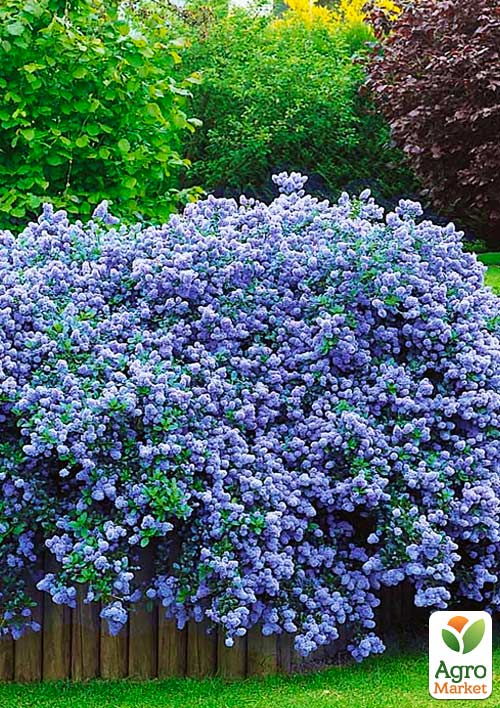 Цеанотус "Репенс" (Ceanothus thyrsiflorus "Repens") контейнер Р9